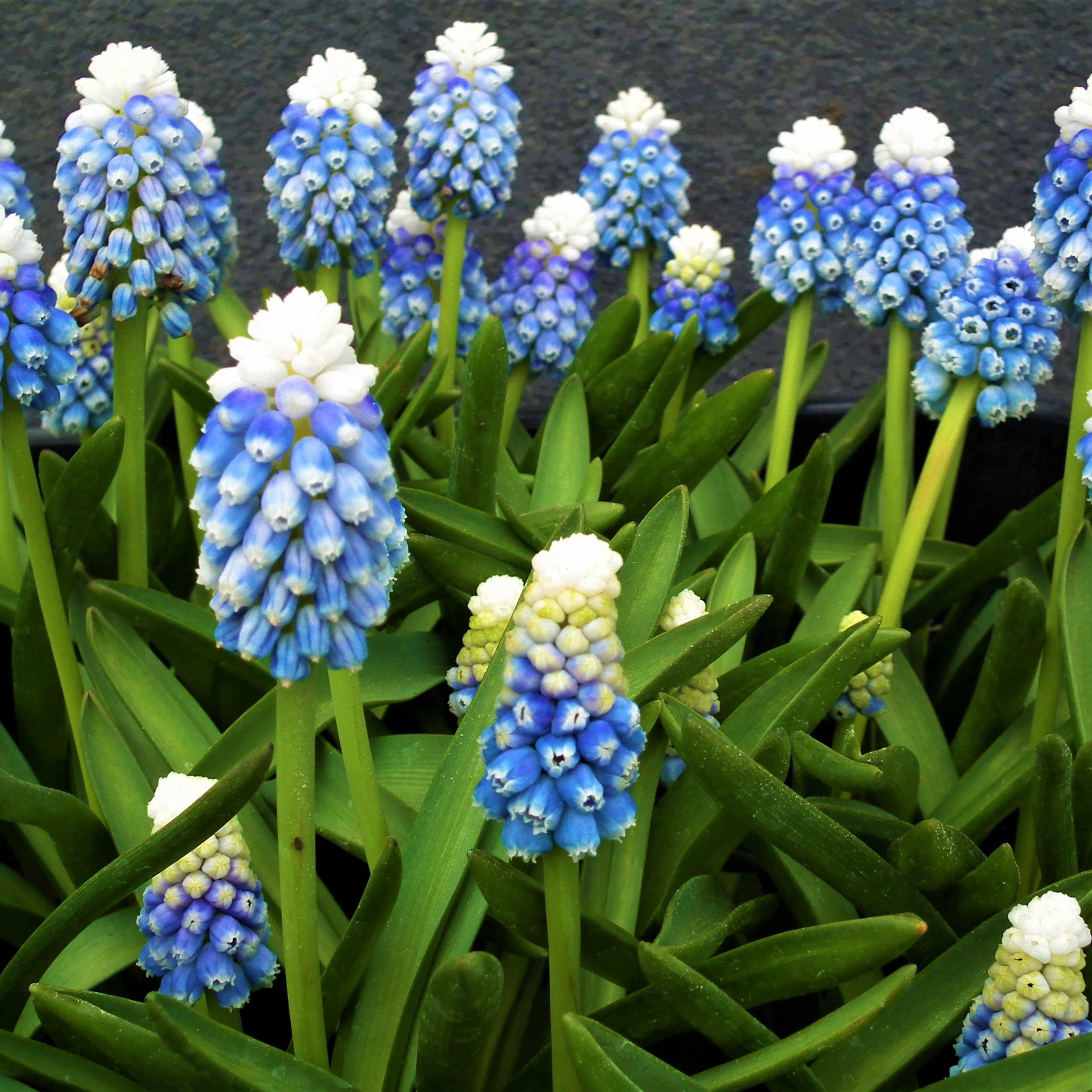 Muscari Mountain Lady